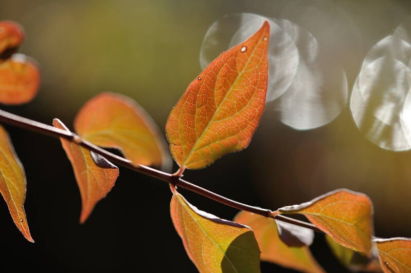 Herbstblätter / Oberlaa