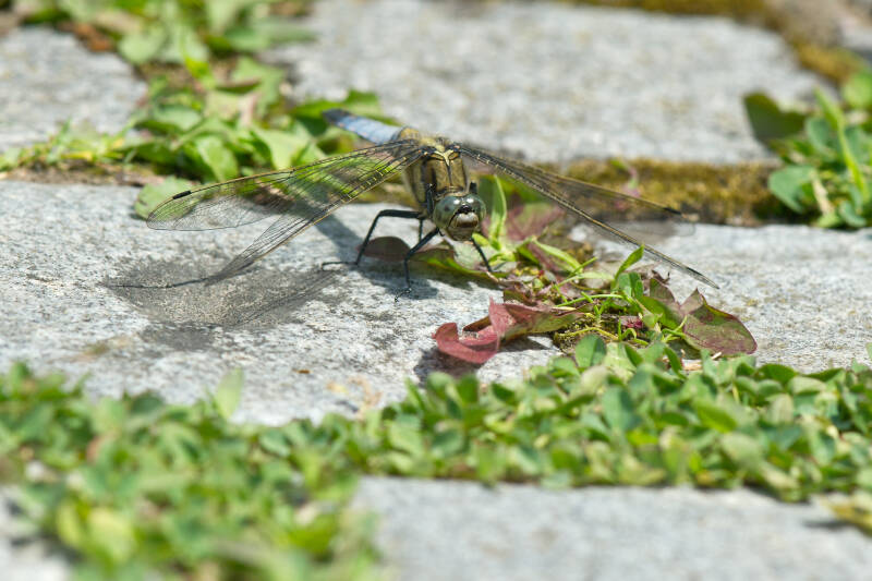 Libelle / Oberlaa