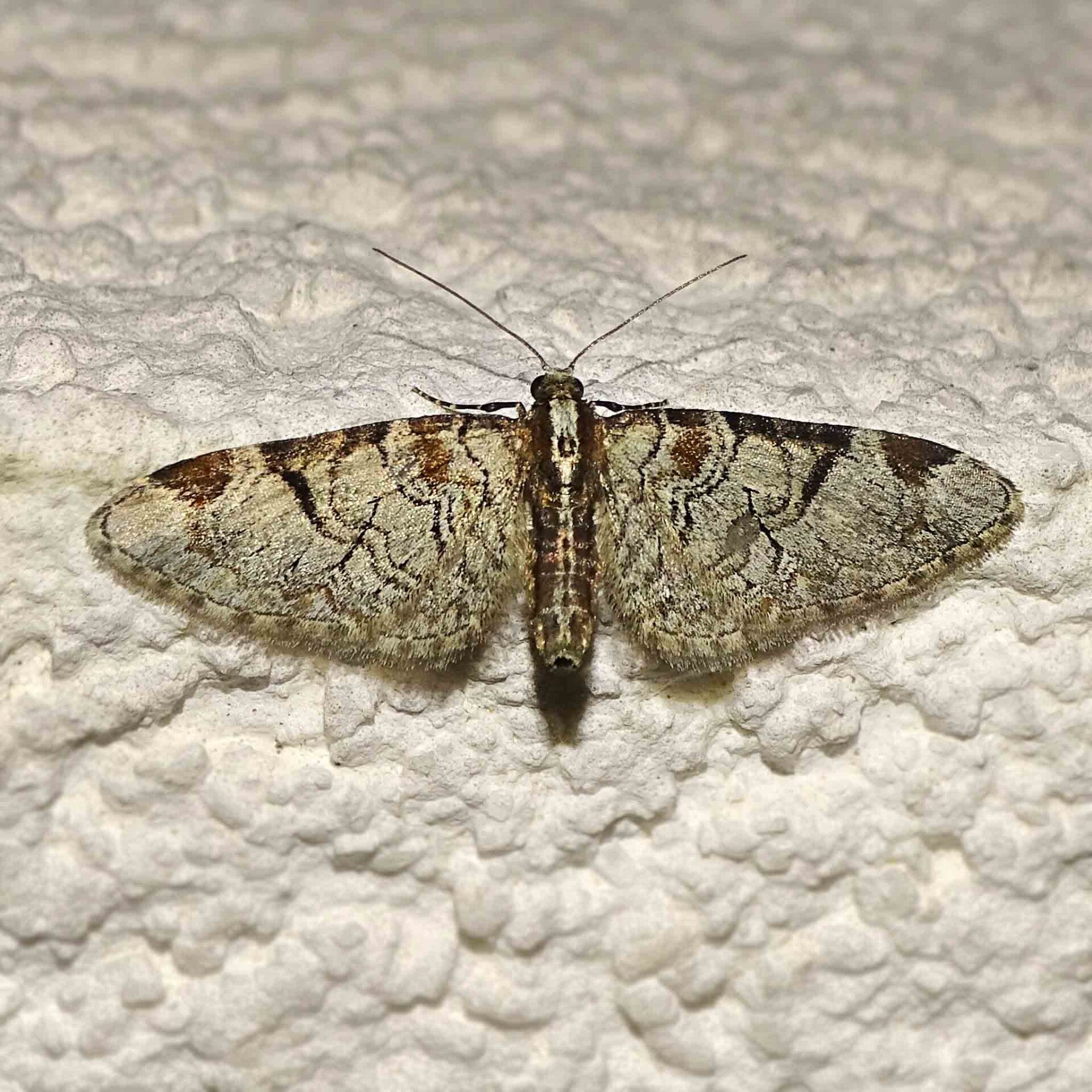 wir flattern auf heimische nachtfalter tagfalter raupen nahrungspflanzen österreich petra urbanek inge biller sabine gasparitz wirflatternauf bugs-team