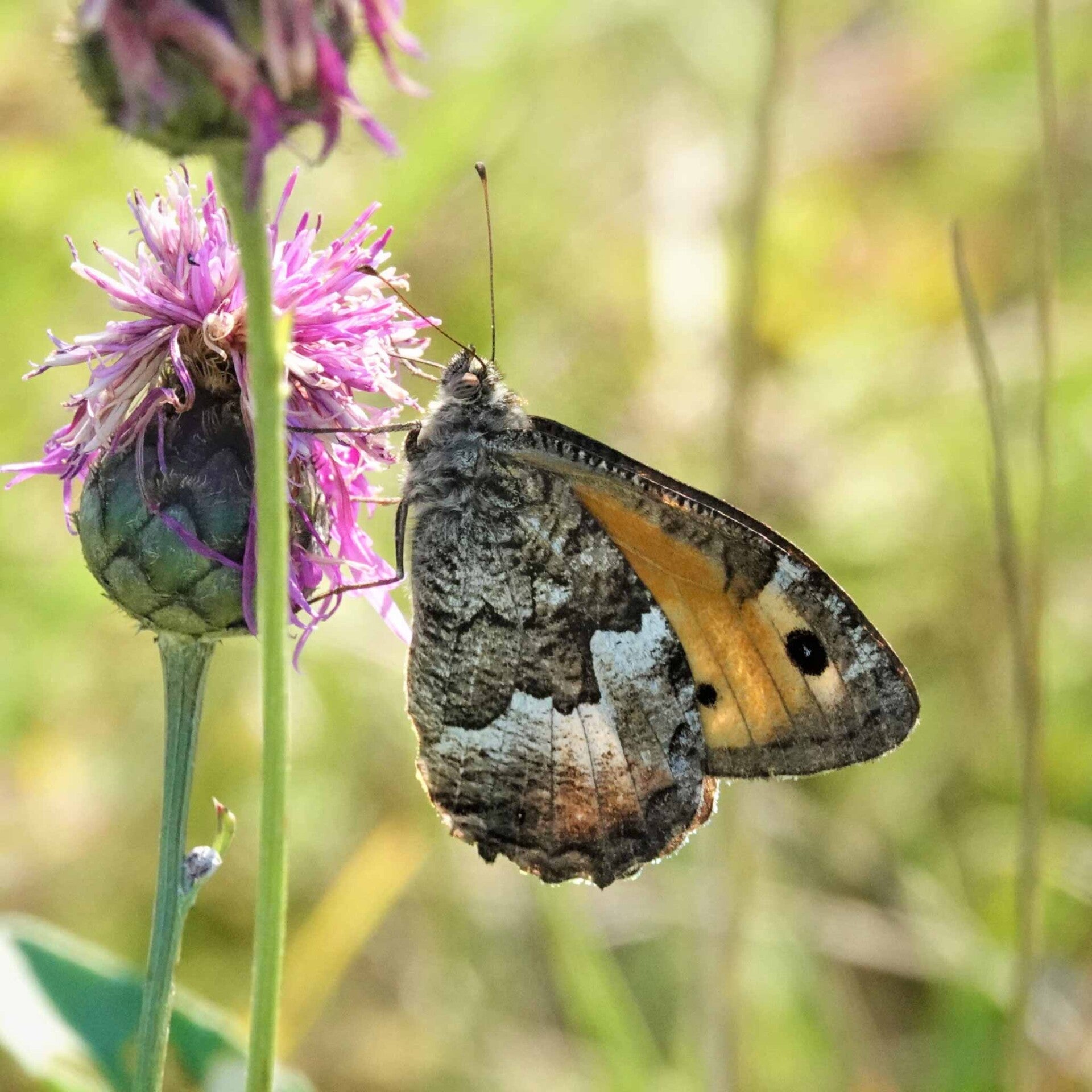 wir flattern auf heimische nachtfalter tagfalter raupen nahrungspflanzen österreich petra urbanek inge biller sabine gasparitz wirflatternauf bugs-team