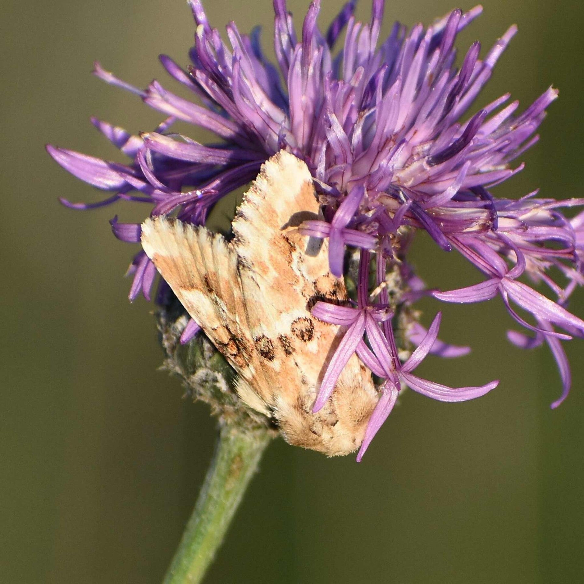 wir flattern auf heimische nachtfalter tagfalter raupen nahrungspflanzen österreich petra urbanek inge biller sabine gasparitz wirflatternauf bugs-team