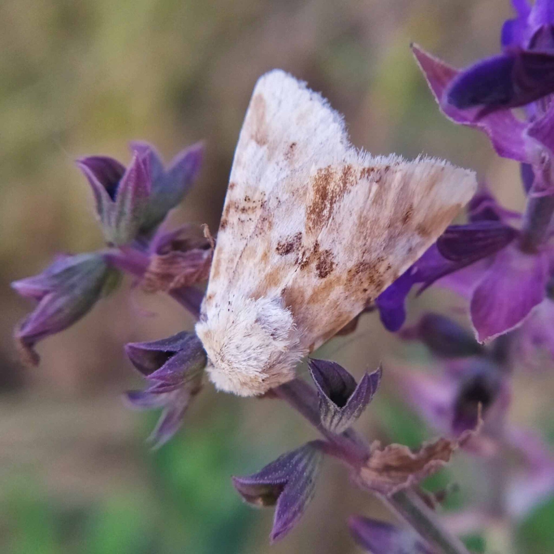 wir flattern auf heimische nachtfalter tagfalter raupen nahrungspflanzen österreich petra urbanek inge biller sabine gasparitz wirflatternauf bugs-team