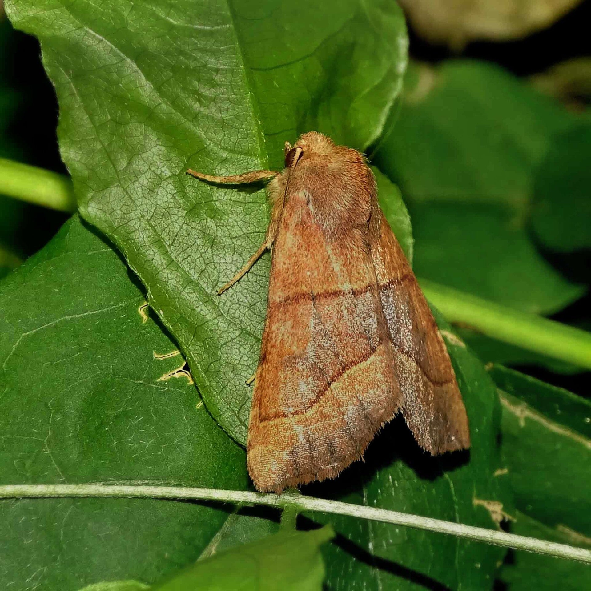 wir flattern auf heimische nachtfalter tagfalter raupen nahrungspflanzen österreich petra urbanek inge biller sabine gasparitz wirflatternauf bugs-team