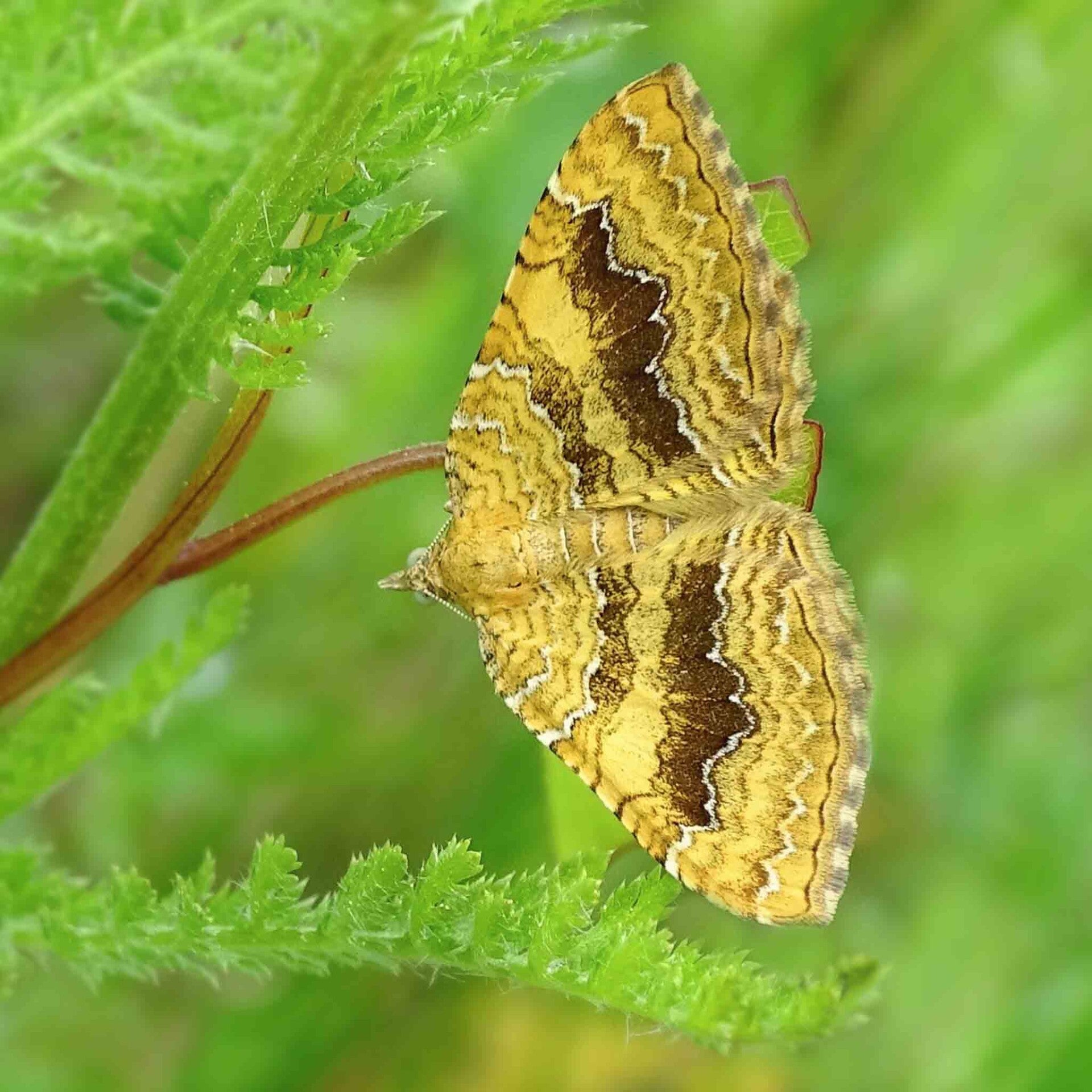 wir flattern auf heimische nachtfalter tagfalter raupen nahrungspflanzen österreich petra urbanek inge biller sabine gasparitz wirflatternauf bugs-team