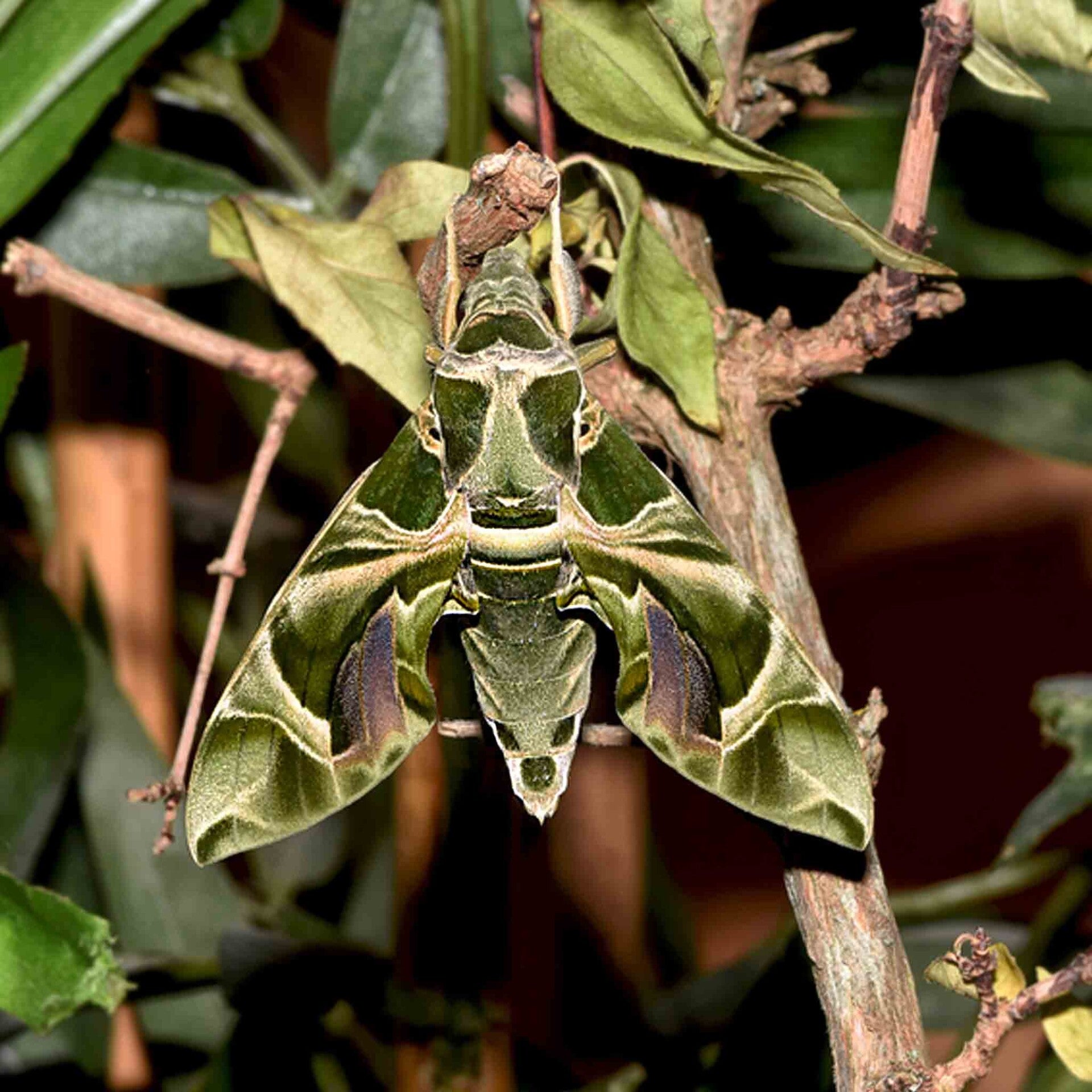 wir flattern auf heimische nachtfalter tagfalter raupen nahrungspflanzen österreich petra urbanek inge biller sabine gasparitz wirflatternauf bugs-team