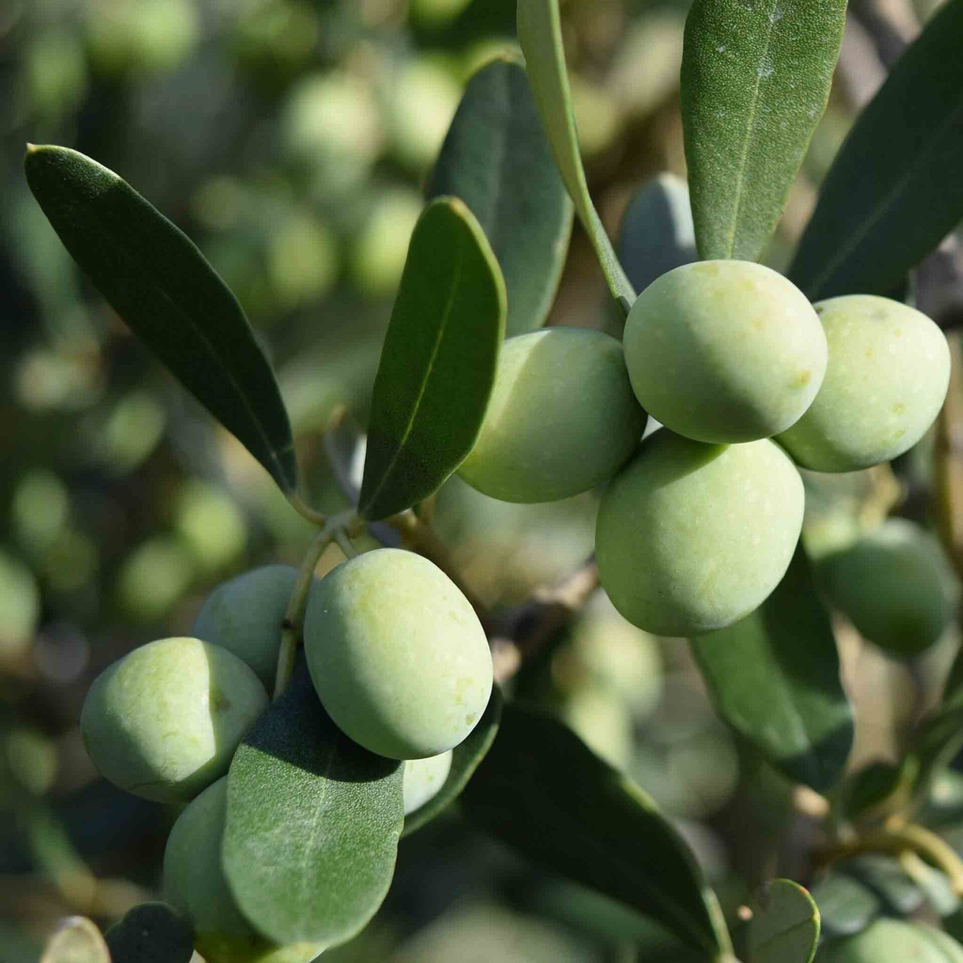 wir flattern auf heimische nachtfalter tagfalter raupen nahrungspflanzen österreich petra urbanek inge biller sabine gasparitz wirflatternauf bugs-team