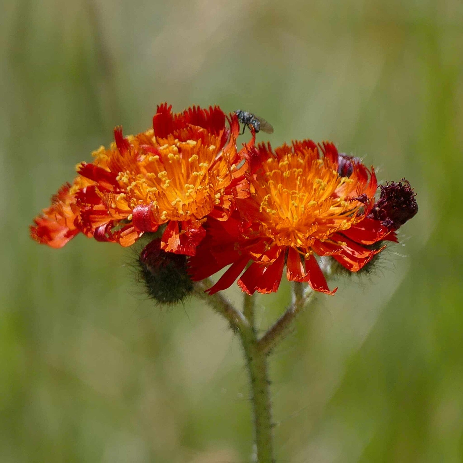 wir flattern auf heimische nachtfalter tagfalter raupen nahrungspflanzen österreich petra urbanek inge biller sabine gasparitz wirflatternauf bugs-team