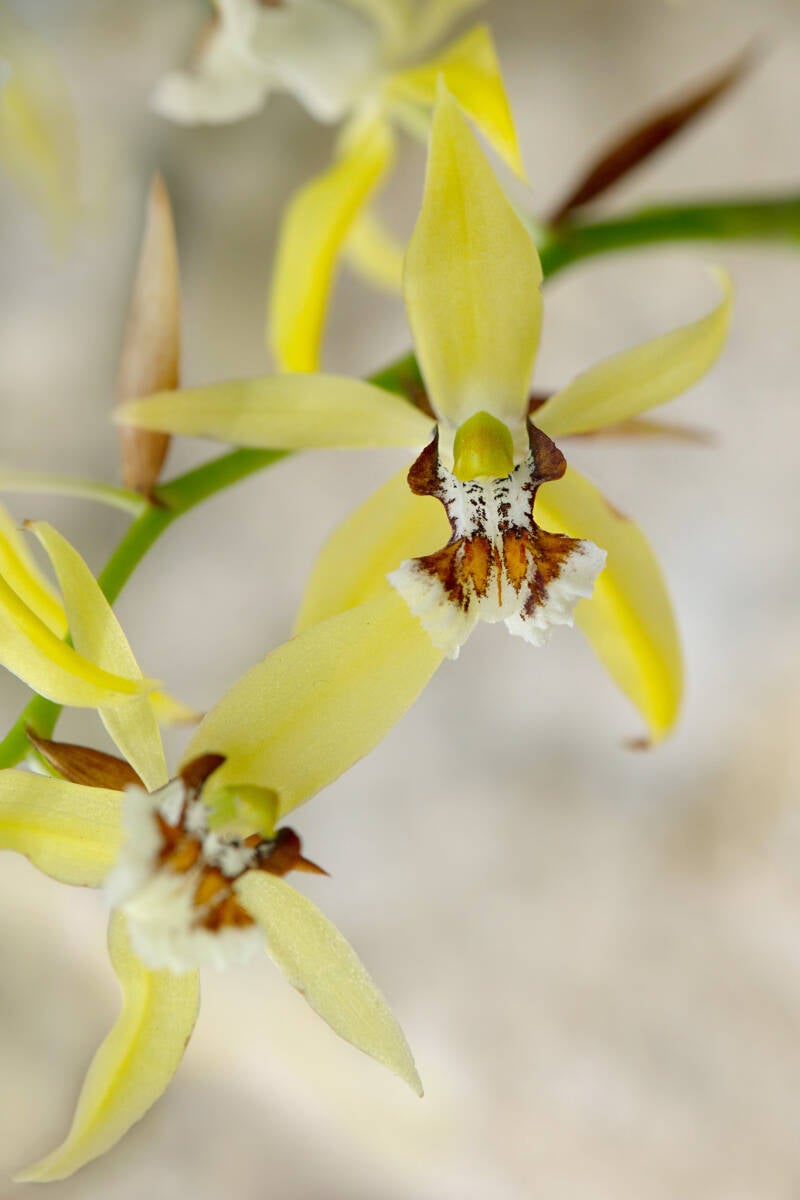 orchidee-standard-0ieair.jpg