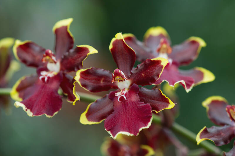 Orchidee