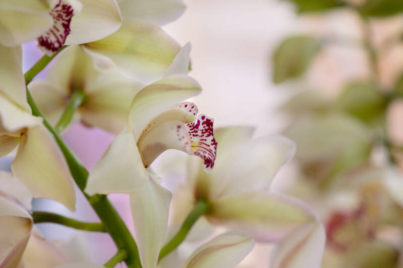 orchidee-standard-b3m4qh.jpg