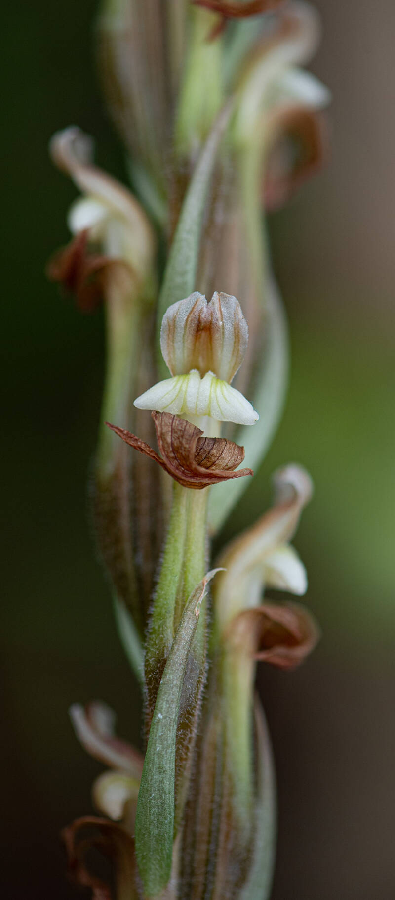 Orchidee / Klosterneuburg