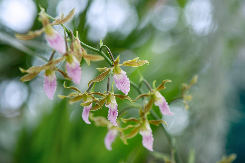 Orchidee / Klosterneuburg