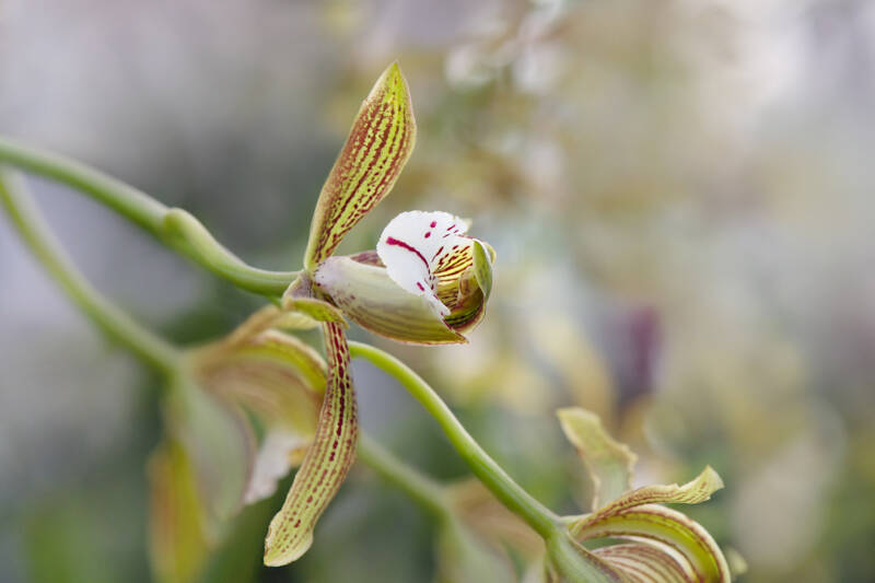 Orchidee / Klosterneuburg