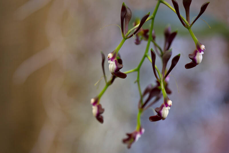 Orchideen / Klosterneuburg