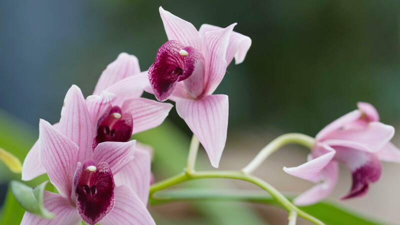 orchidee2_h-standard.jpg
