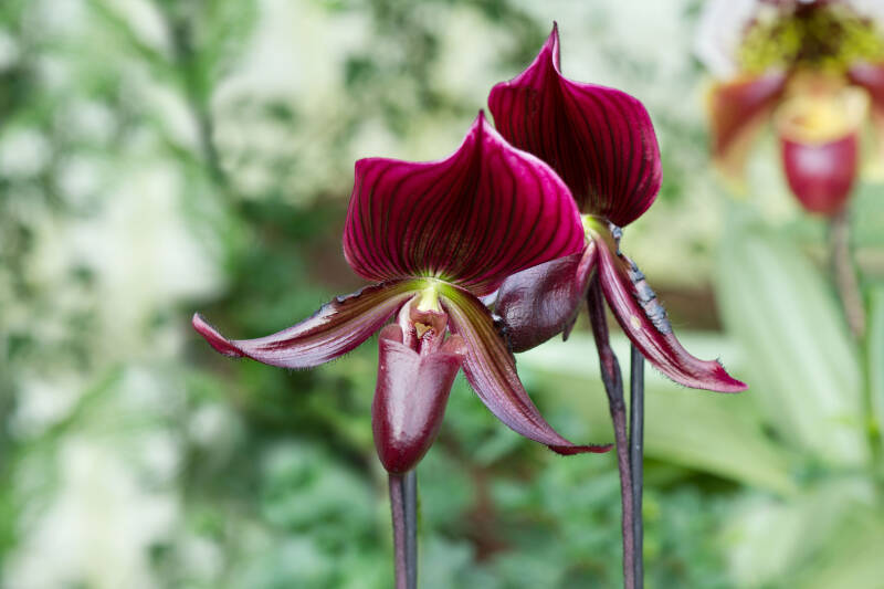 Orchideen / Hirschstetten