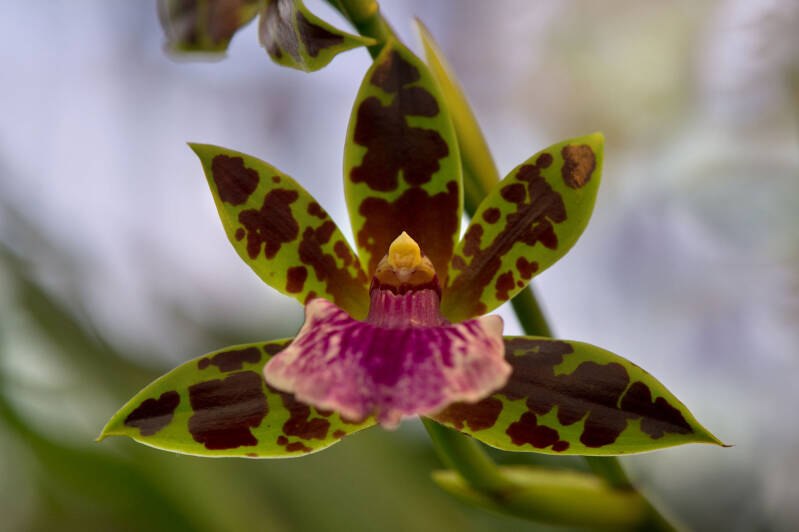 Orchidee / Hirschstetten