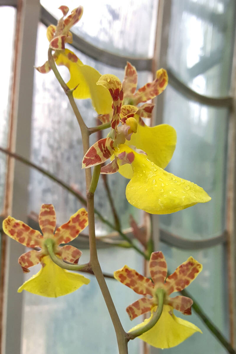 orchidee_ph_18-standard-324462.jpg