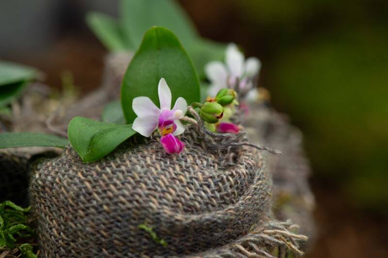 orchideen1_164-standard.jpg