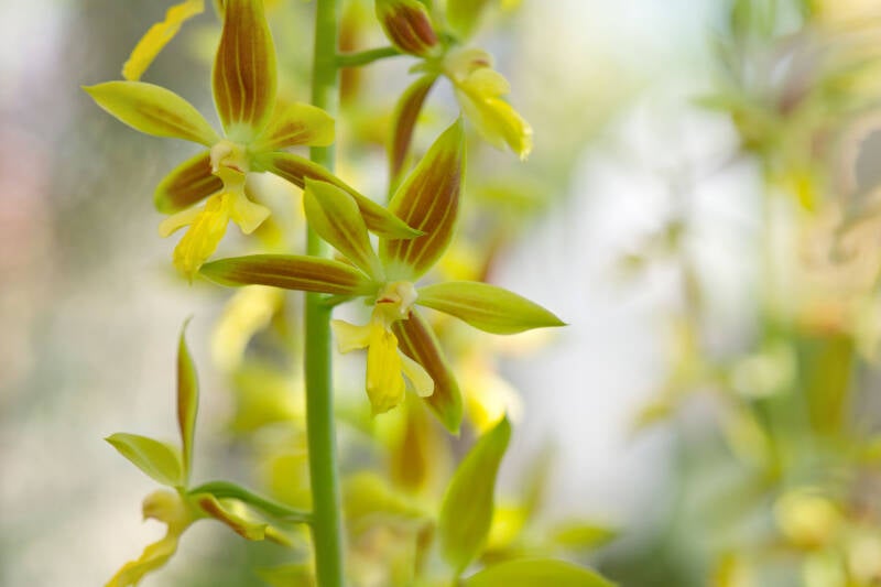 Orchideen
