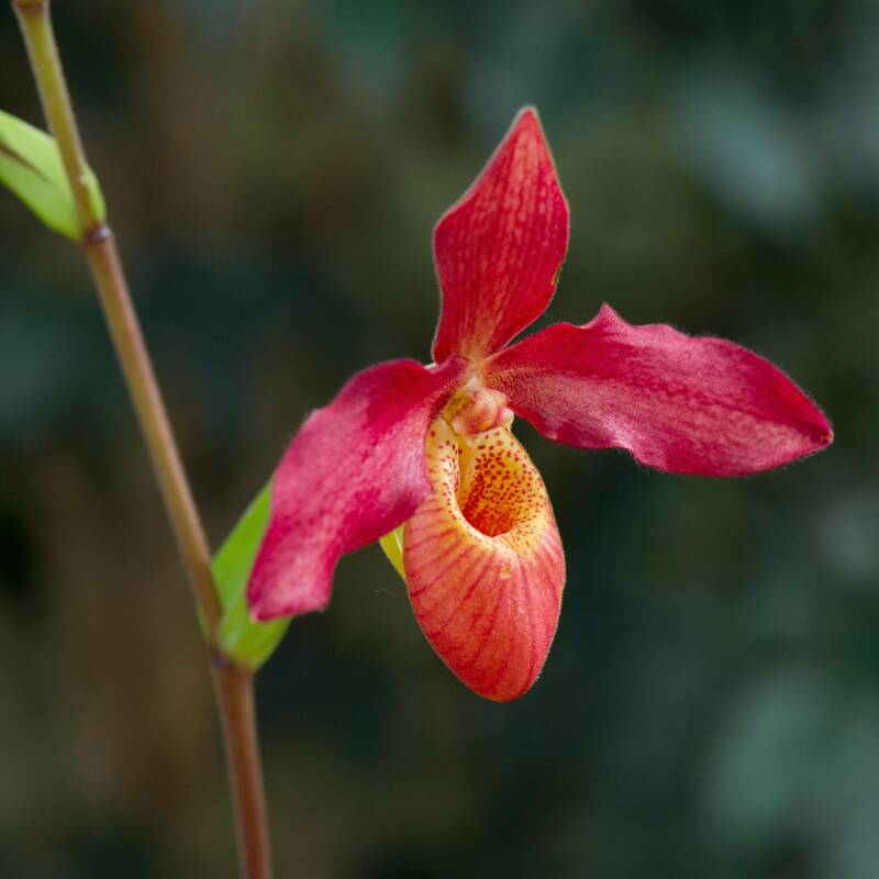 Orchidee / Klosterneuburg Austellung