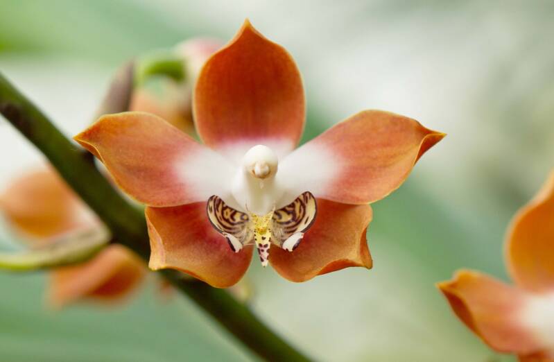 Orchidee / Klosterneuburg