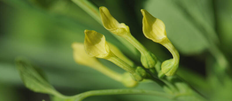 wir flattern auf heimische nachtfalter tagfalter raupen nahrungspflanzen österreich petra urbanek inge biller sabine gasparitz wirflatternauf bugs-team