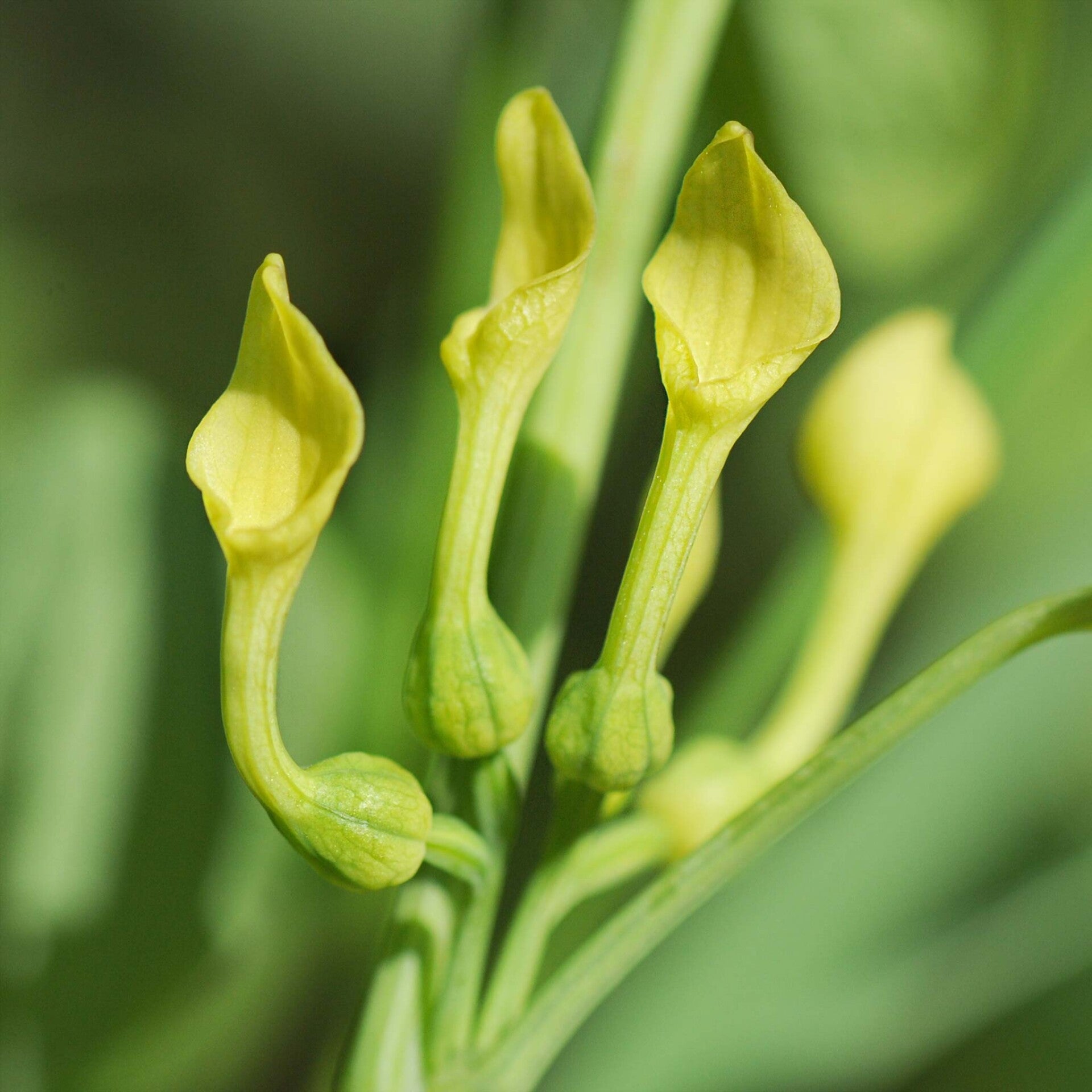 wir flattern auf heimische nachtfalter tagfalter raupen nahrungspflanzen österreich petra urbanek inge biller sabine gasparitz wirflatternauf bugs-team