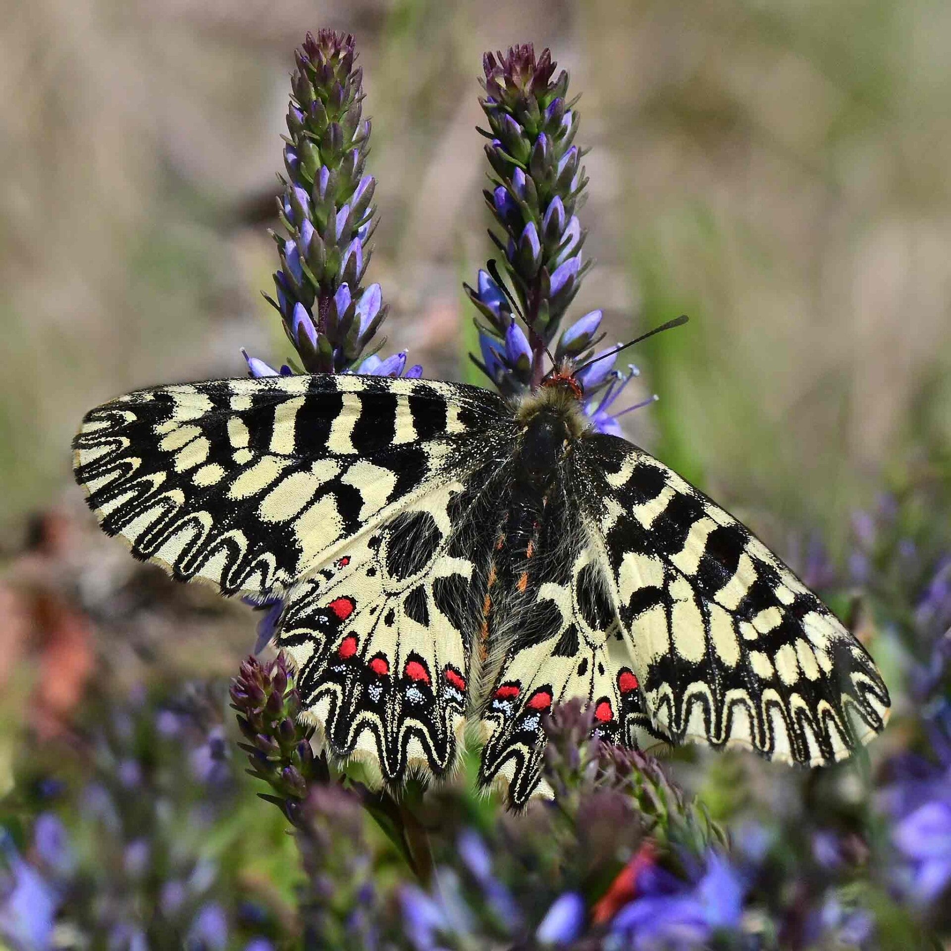 wir flattern auf heimische nachtfalter tagfalter raupen nahrungspflanzen österreich petra urbanek inge biller sabine gasparitz wirflatternauf bugs-team
