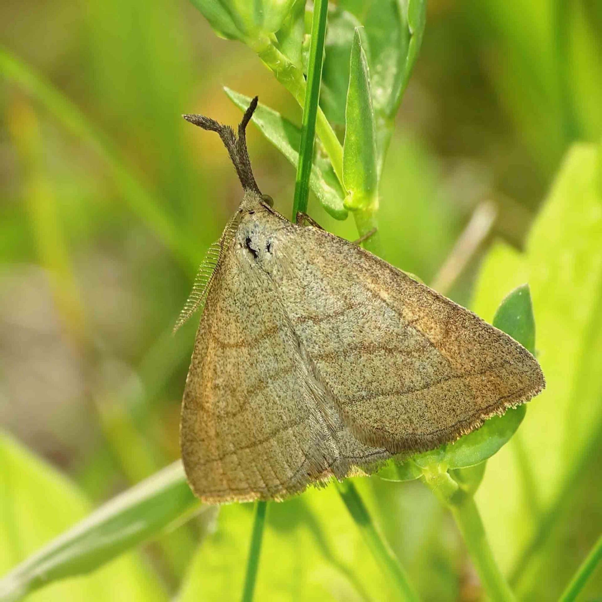 wirflatternauf wir flattern auf heimische nachtfalter tagfalter raupen nahrungspflanzen österreich petra urbanek inge biller sabine gasparitz wirflatternauf bugs-teamnachtfalter österreich urbanek biller gasparitz