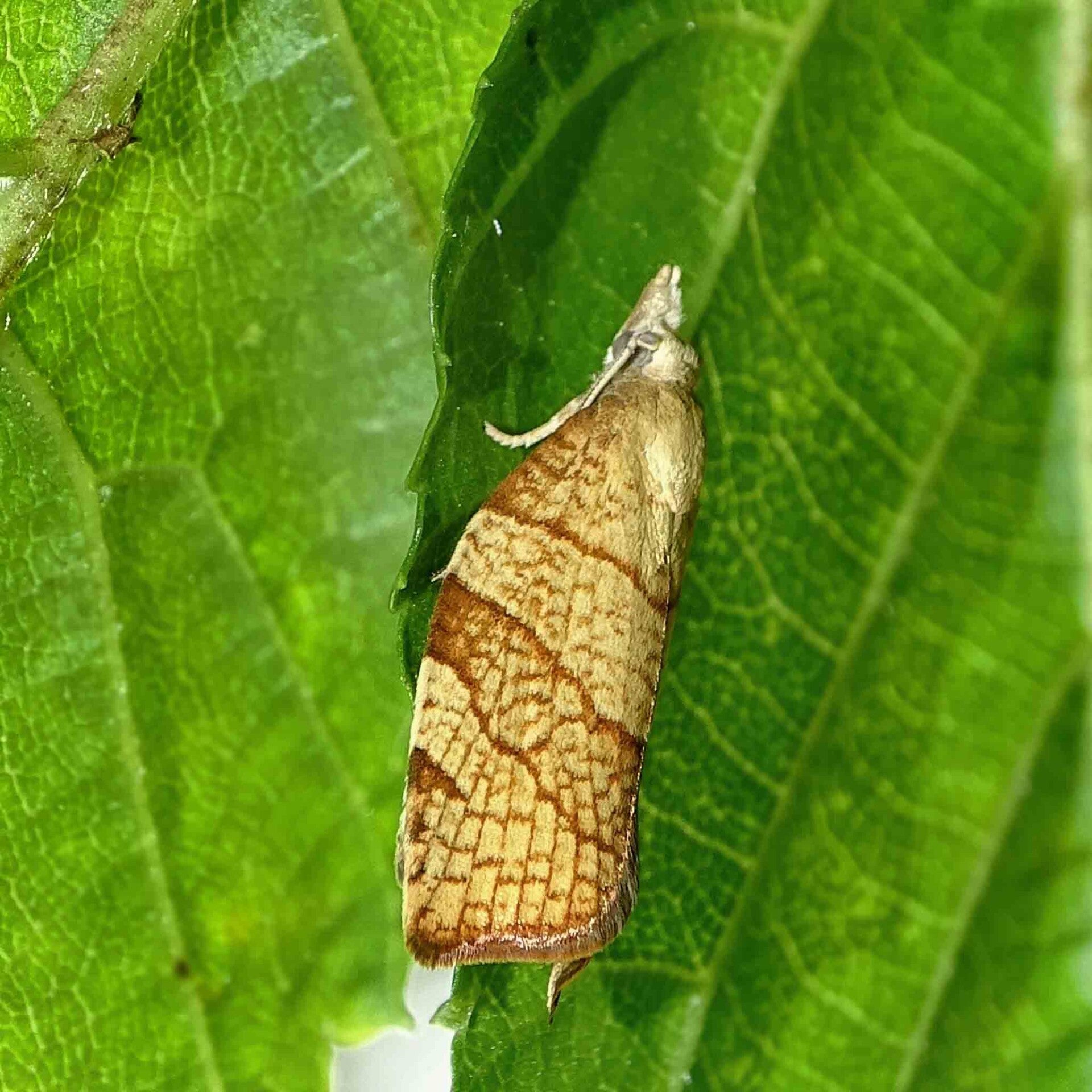 wir flattern auf heimische nachtfalter tagfalter raupen nahrungspflanzen österreich petra urbanek inge biller sabine gasparitz wirflatternauf bugs-team