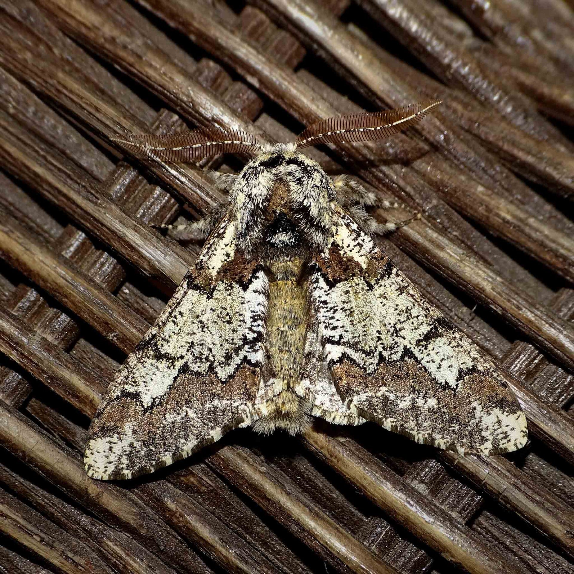 wir flattern auf heimische nachtfalter tagfalter raupen nahrungspflanzen österreich petra urbanek inge biller sabine gasparitz wirflatternauf bugs-team