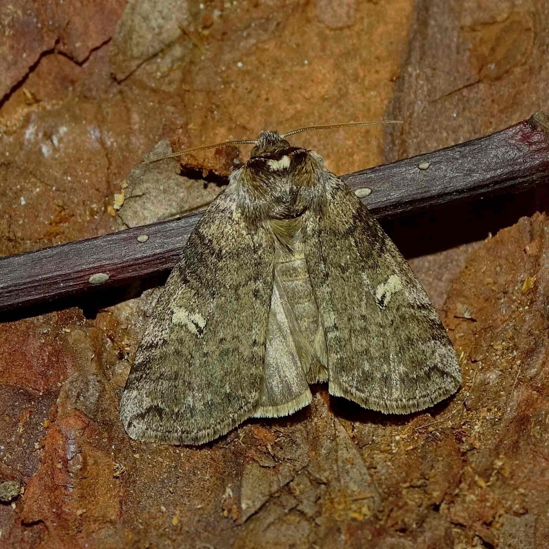 wir flattern auf heimische nachtfalter tagfalter raupen nahrungspflanzen österreich petra urbanek inge biller sabine gasparitz wirflatternauf bugs-team