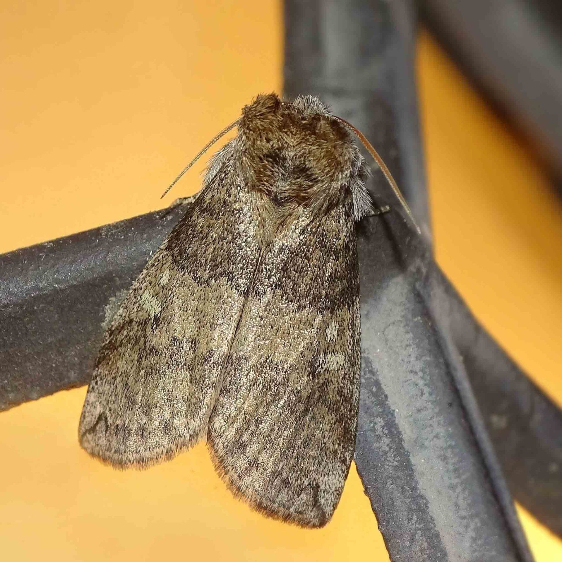 wir flattern auf heimische nachtfalter tagfalter raupen nahrungspflanzen österreich petra urbanek inge biller sabine gasparitz wirflatternauf bugs-team