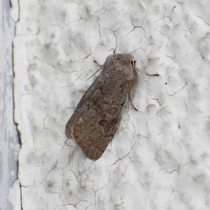 Pappel-Kätzcheneule Orthosia populeti wir flattern auf heimische nachtfalter tagfalter raupen nahrungspflanzen österreich petra urbanek inge biller sabine gasparitz wirflatternauf bugs-team
