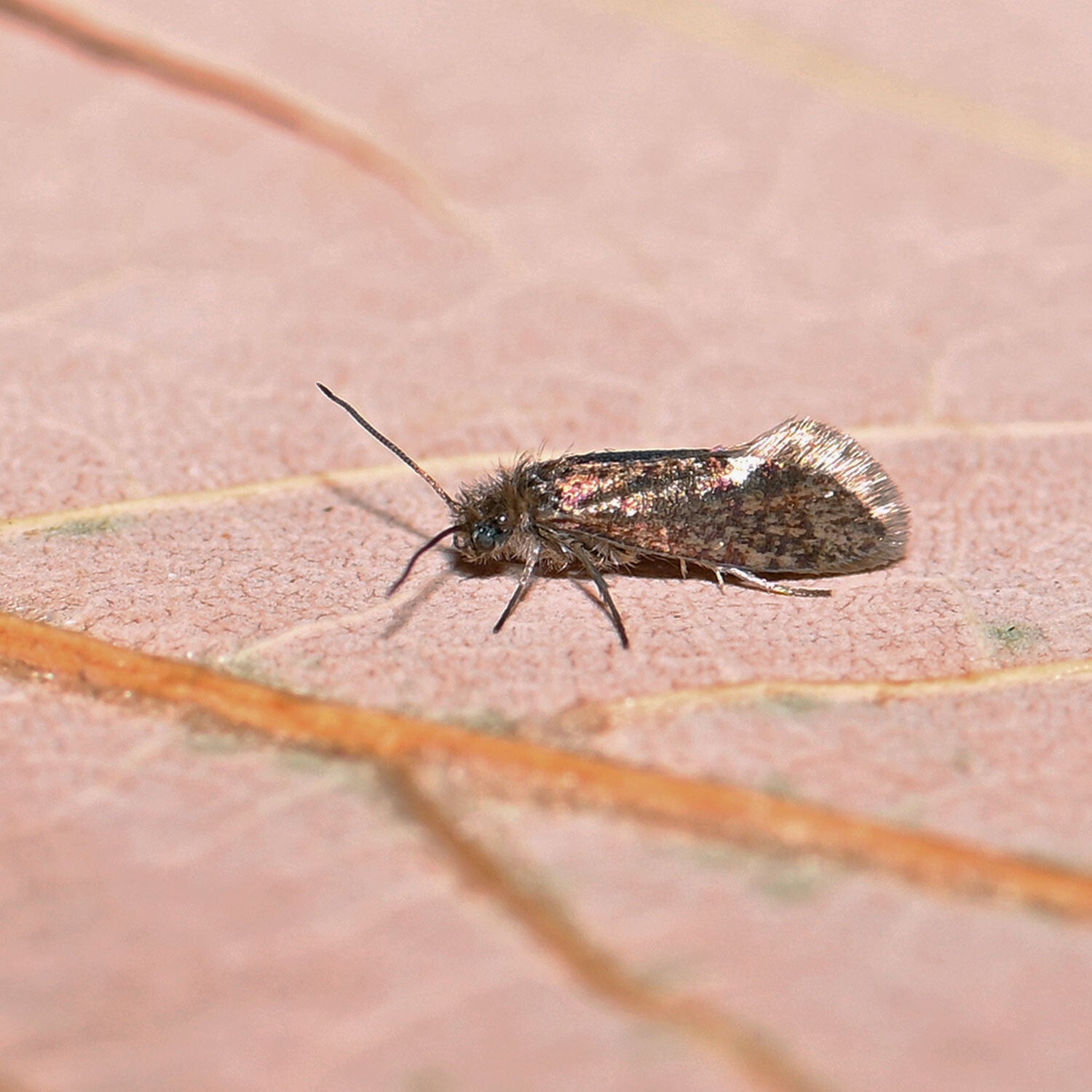 wir flattern auf heimische nachtfalter tagfalter raupen nahrungspflanzen österreich petra urbanek inge biller sabine gasparitz wirflatternauf bugs-team