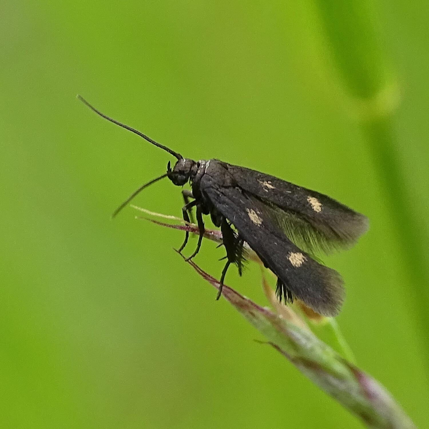wir flattern auf heimische nachtfalter tagfalter raupen nahrungspflanzen österreich petra urbanek inge biller sabine gasparitz wirflatternauf bugs-team