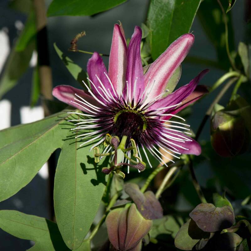 Passionsblume / Balkonien
