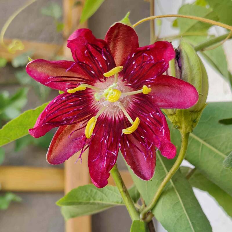 Passionsblume / Balkonien