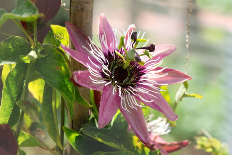 Passionsblume / Hirschstetten
