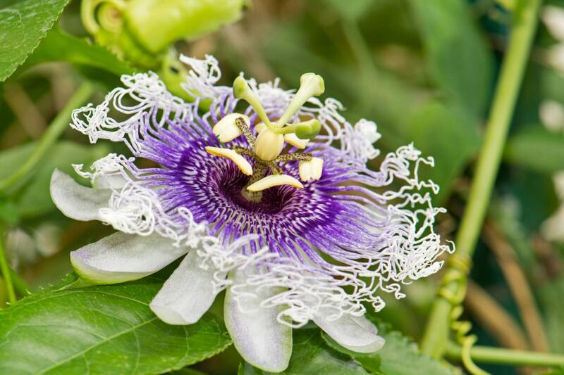 Passionsblume / Balkonien