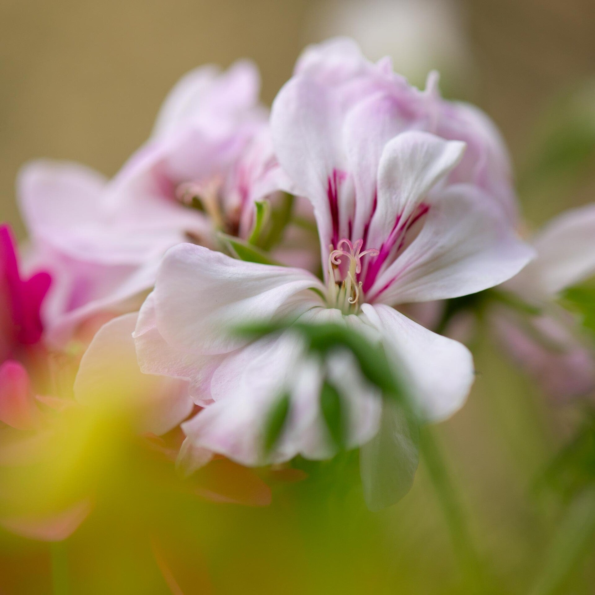 wir flattern auf heimische nachtfalter tagfalter raupen nahrungspflanzen österreich petra urbanek inge biller sabine gasparitz wirflatternauf bugs-team