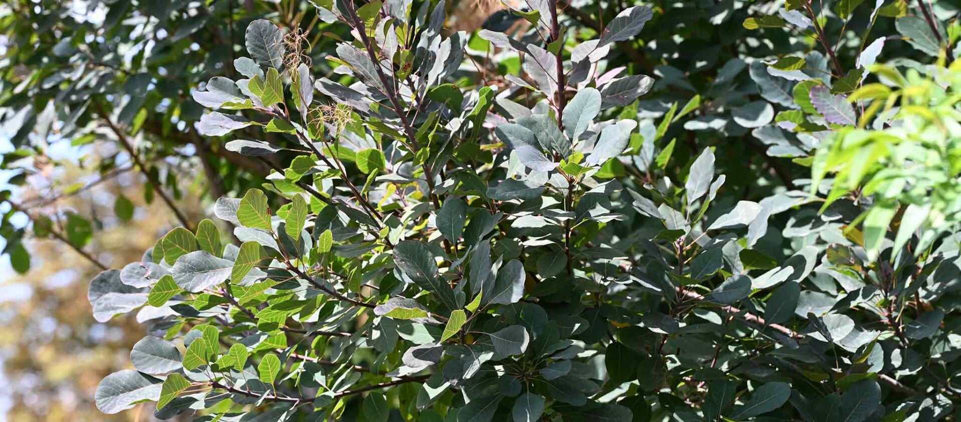 wir flattern auf heimische nachtfalter tagfalter raupen nahrungspflanzen österreich petra urbanek inge biller sabine gasparitz wirflatternauf bugs-team