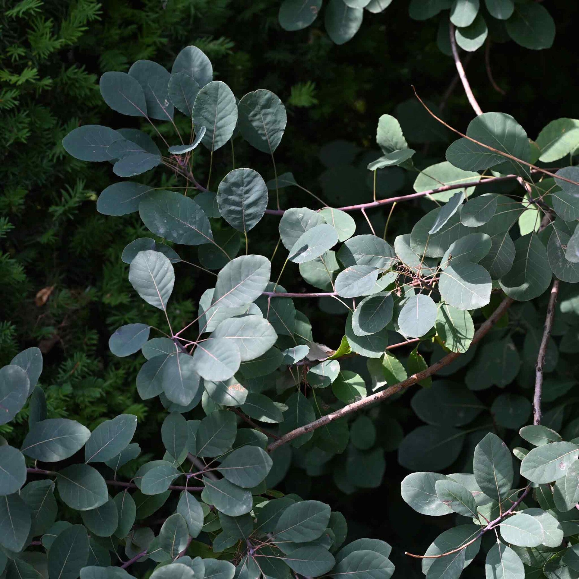 wir flattern auf heimische nachtfalter tagfalter raupen nahrungspflanzen österreich petra urbanek inge biller sabine gasparitz wirflatternauf bugs-team