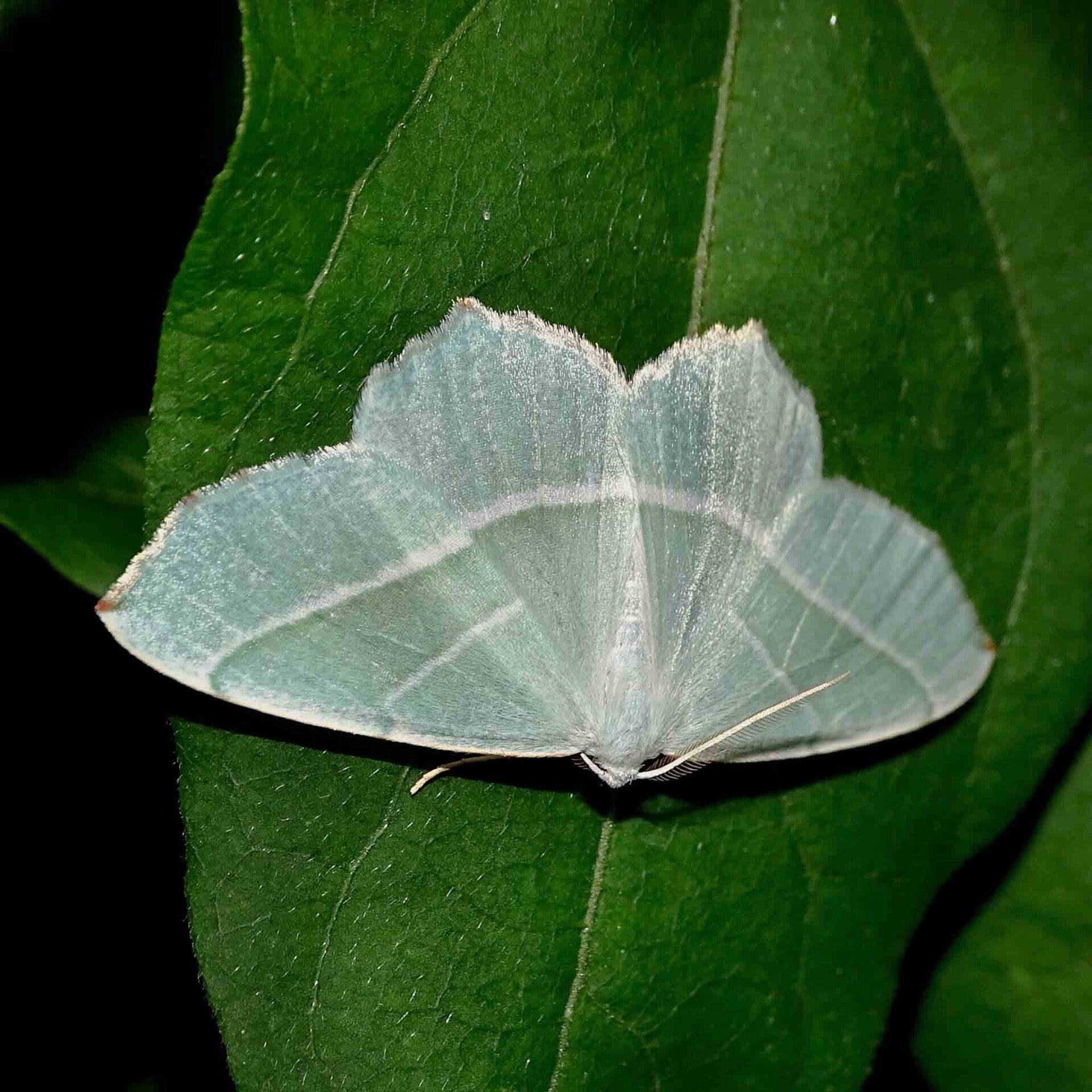 wir flattern auf heimische nachtfalter tagfalter raupen nahrungspflanzen österreich petra urbanek inge biller sabine gasparitz wirflatternauf bugs-team