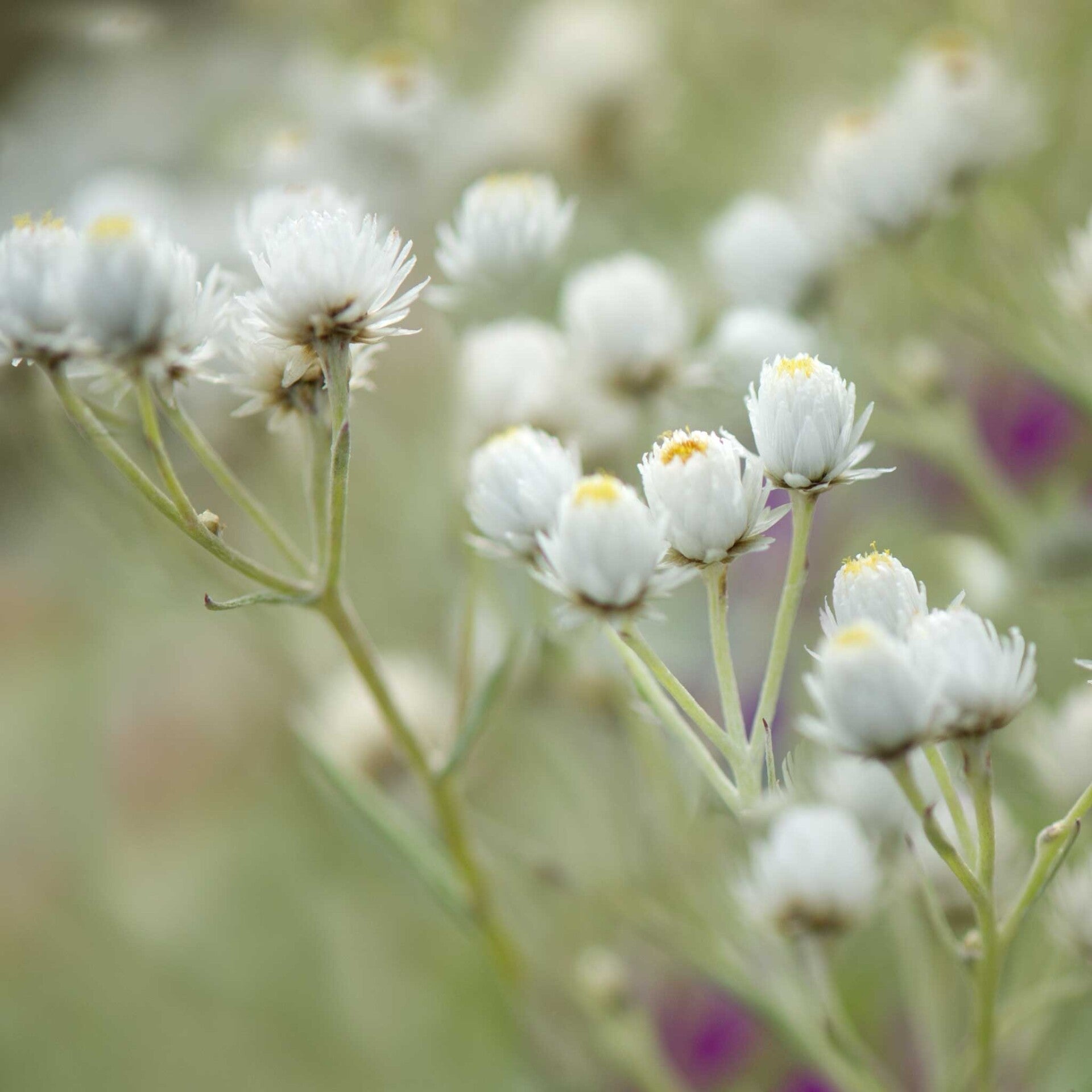 wir flattern auf heimische nachtfalter tagfalter raupen nahrungspflanzen österreich petra urbanek inge biller sabine gasparitz wirflatternauf bugs-team