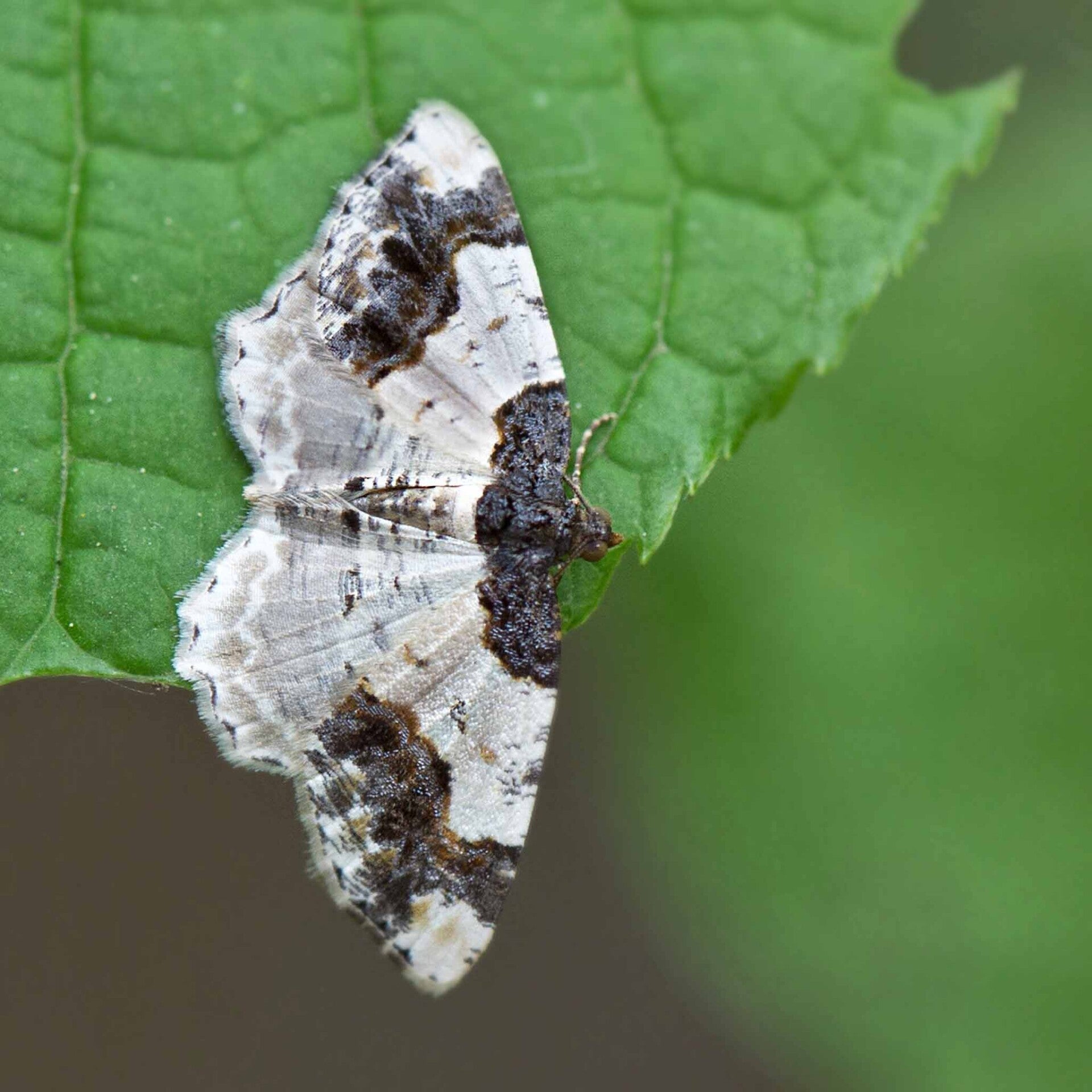 wir flattern auf heimische nachtfalter tagfalter raupen nahrungspflanzen österreich petra urbanek inge biller sabine gasparitz wirflatternauf bugs-team
