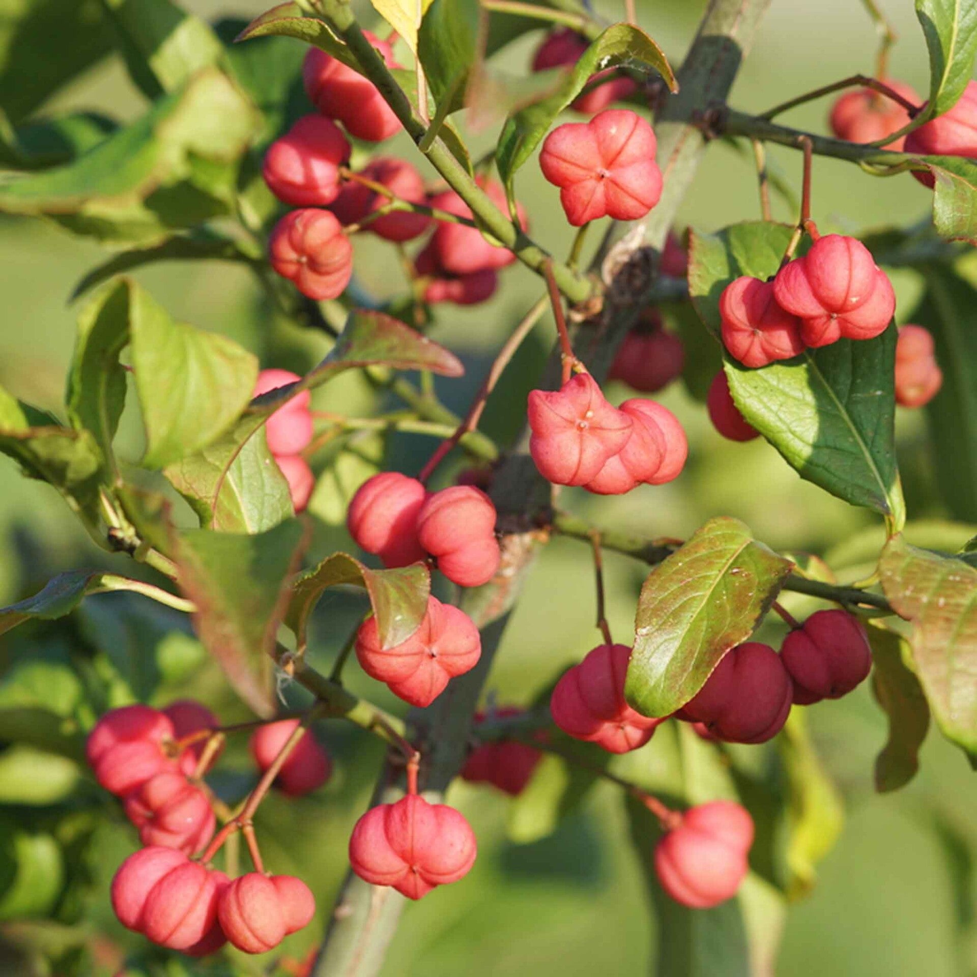wir flattern auf heimische nachtfalter tagfalter raupen nahrungspflanzen österreich petra urbanek inge biller sabine gasparitz wirflatternauf bugs-team