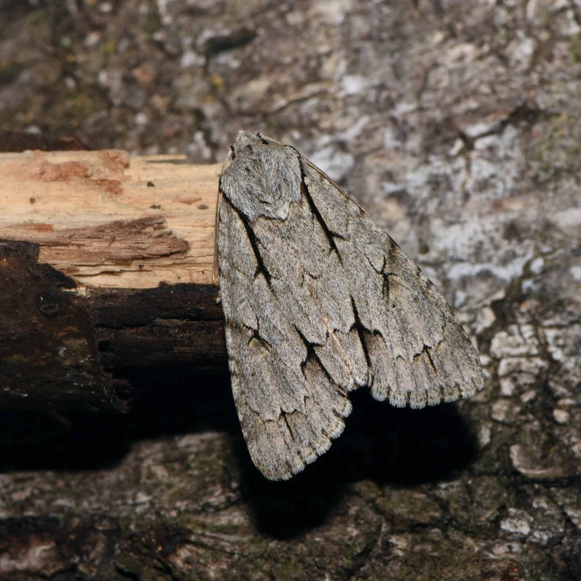 wir flattern auf heimische nachtfalter tagfalter raupen nahrungspflanzen österreich petra urbanek inge biller sabine gasparitz wirflatternauf bugs-team