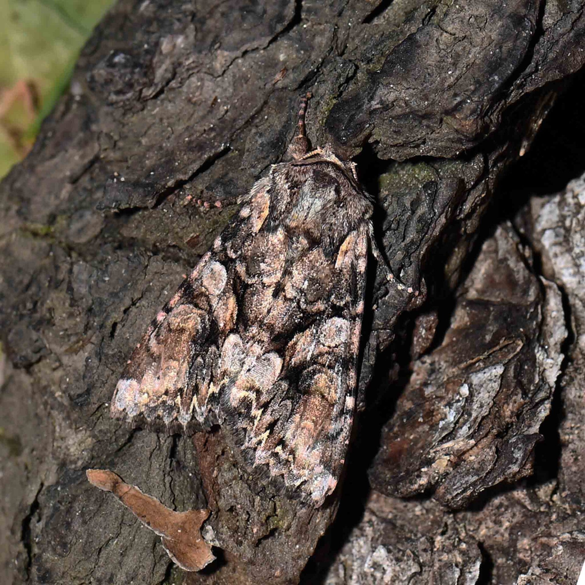 wir flattern auf heimische nachtfalter tagfalter raupen nahrungspflanzen österreich petra urbanek inge biller sabine gasparitz wirflatternauf bugs-team